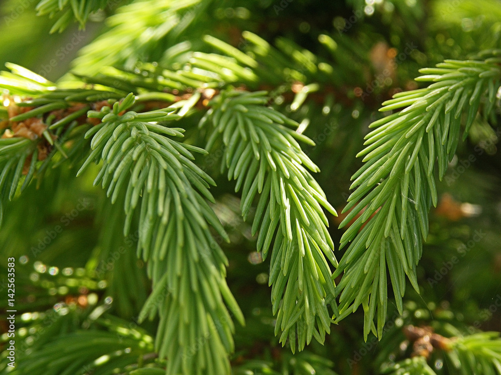 A young light green fir branch with the needles, close up. A young light green fir branch with the needles, close up.