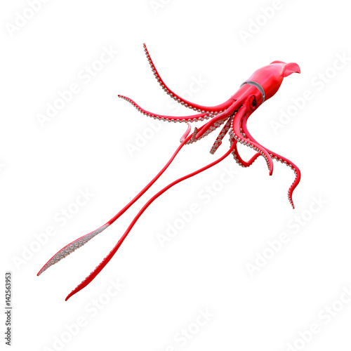 The Giant Squid - Architeuthis is a very dangerous and mysterious predator from deep ocean. Sea life on white background.  photo
