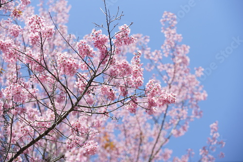 Cherry blossoms, Sakura Flower on blue sky background, Pink flowers on blue sky background