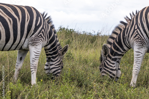 Two Zebras Grazing on Grassland Against Overcast Sky