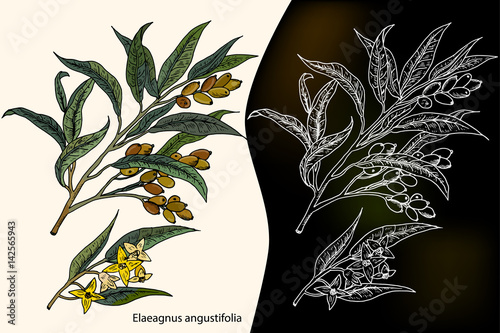 Elaeagnus angustifolia. Hand drawn botanical vector illustration