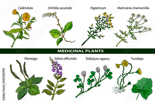 Set of medicinal plants. Botanical plant illustration. Vector hand drawn collection of medicinal, cosmetics herbs