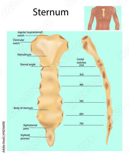 Sternum or breastbone. Structure photo