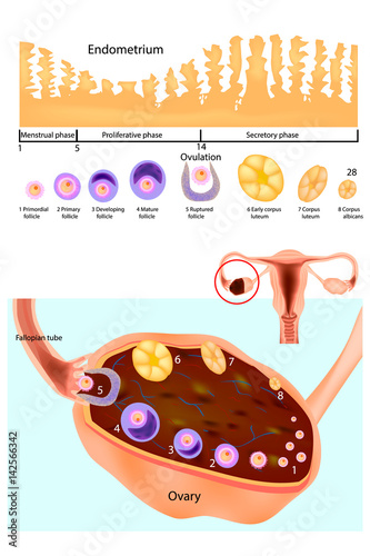 Endometrium. Normal ovary, follicular development and ovulation. Scheme of the menstrual cycle. Female reproductive system.