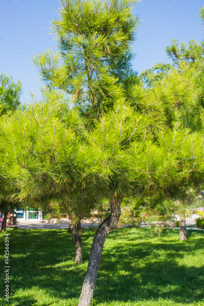 Fototapeta premium Pitsundskie pines on the embankment of Gelendzhik