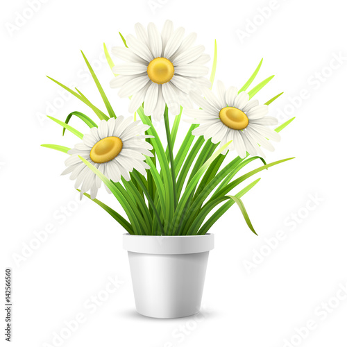 Chamomiles and grass in flowerpot. Isolated vector illustration. © belander