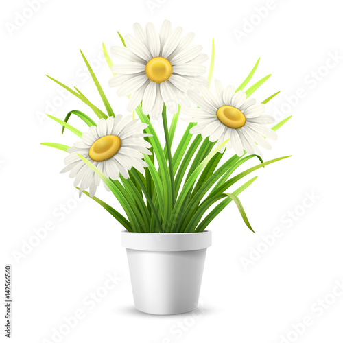 Fototapeta Naklejka Na Ścianę i Meble -  Chamomiles and grass in flowerpot. Isolated vector illustration.