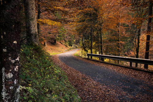road in the forest in autumn