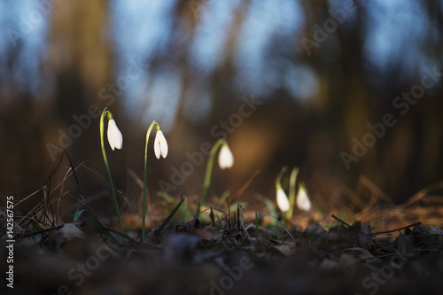 Snowdrop in the forest