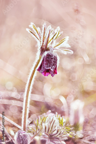 A gentle spring flower Anemone hirsutissima  in droplets. Primroses. Very soft selective focus, artistic effect.
 photo