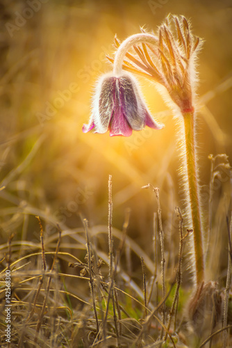 A gentle spring flower Anemone hirsutissima  in droplets. Primroses. Very soft  focus. Soft sunlight in the background.
 photo