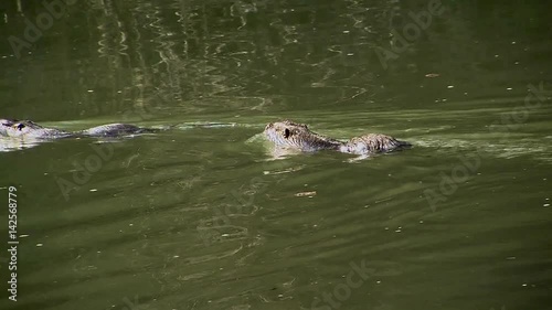 Zwei Nutrias schwimmen in einem Fluß und tauchen gleichzeitig unter