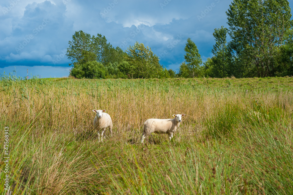 Fototapeta premium Schafe im Naturschutzgebiet Salzwiesen bei der Hohwachter Bucht bei Behrensdorf