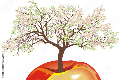 Flowering apple tree in spring