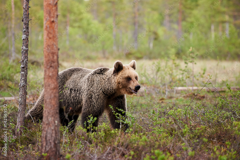Brown bear in the finnish forest Brown bear in the finnish forest