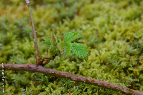 spring leaf