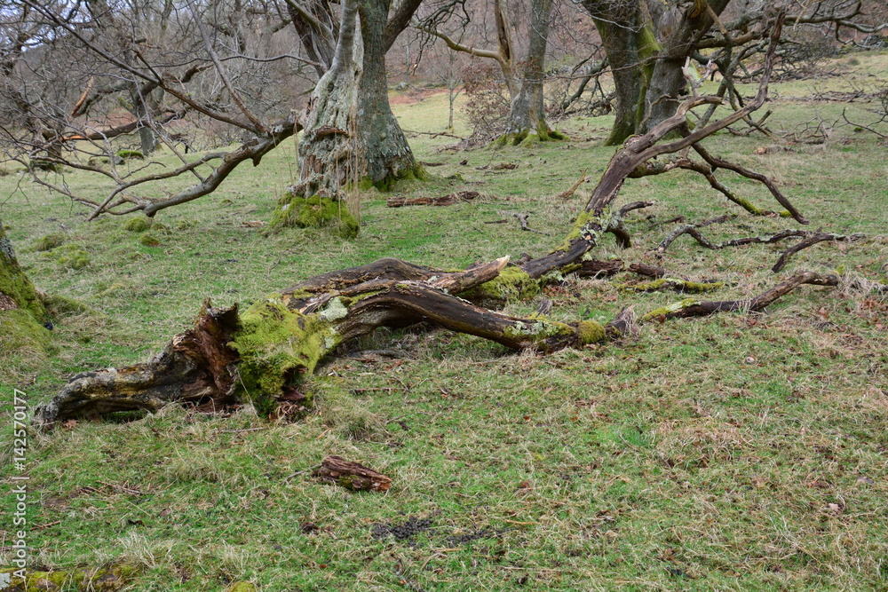 old tree old tree