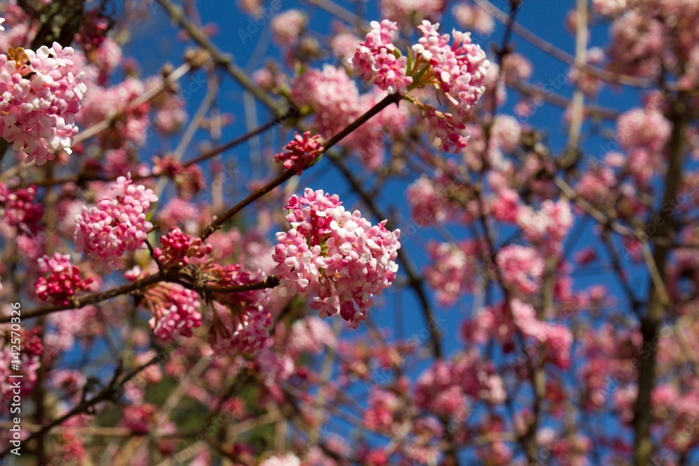 Almond blossom in spring Almond blossom in spring