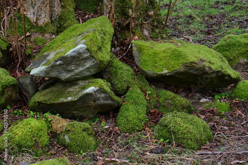 moss on stone 1