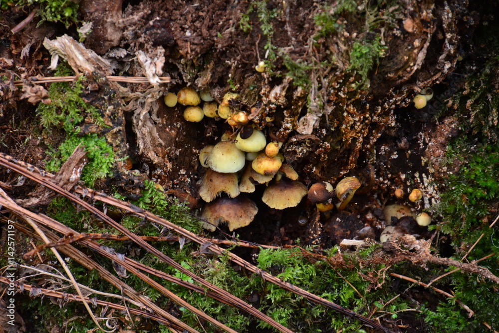 Wild mushrooms Wild mushrooms