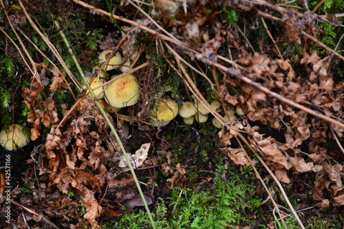 Wild mushrooms1