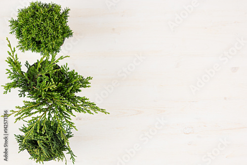 Modern, minimalist composition with border of conifer plants in pots top view on white wooden board background. Blank copy space.