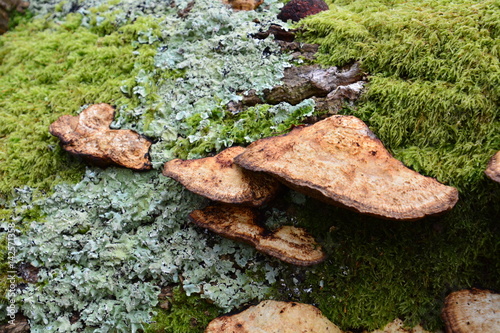 fungus