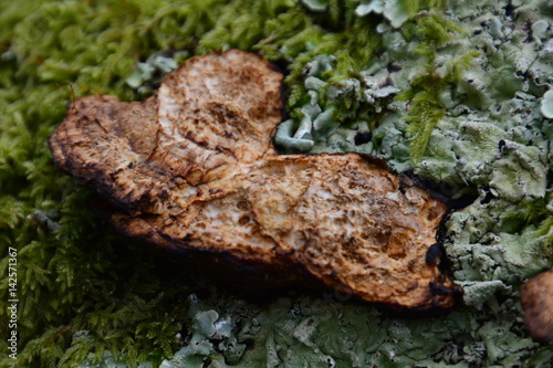 fungus