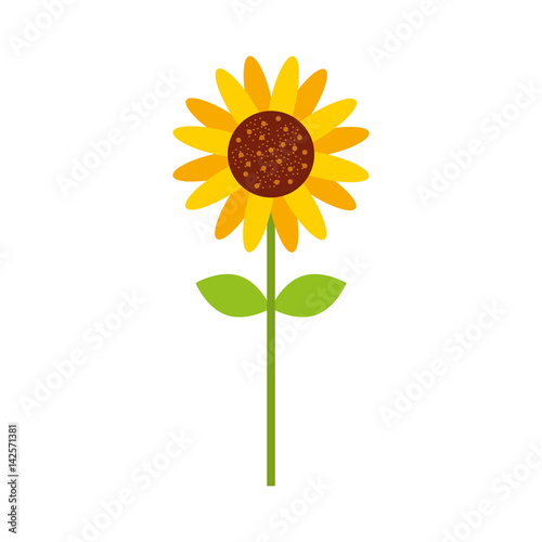 cute sunflower isolated icon vector illustration design