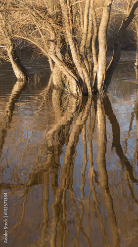 High water. The trees stand in the spring in the water photo
