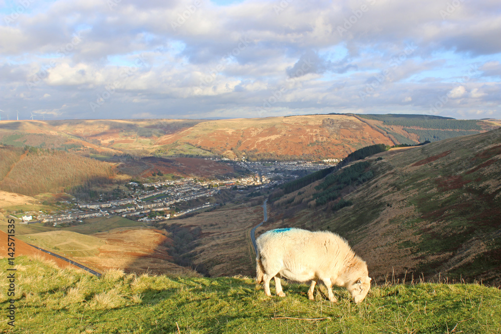 sheep overlooking a valley in Wales