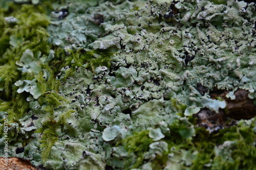 Lichens