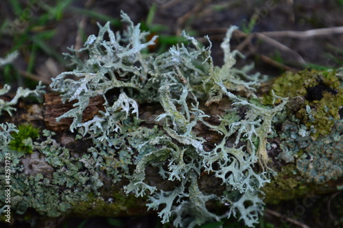 moss