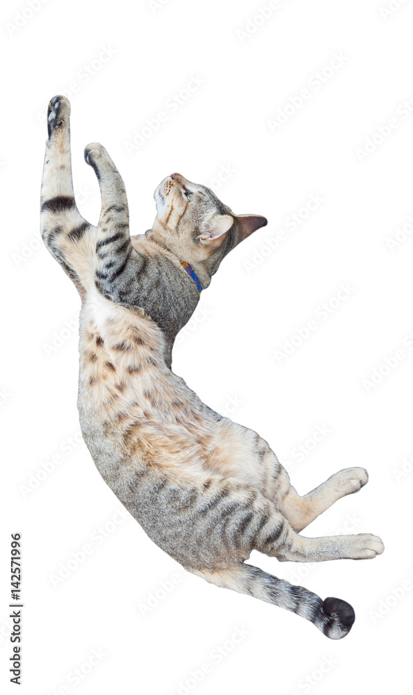Fototapeta premium Funny cat jumping isolated on white background.