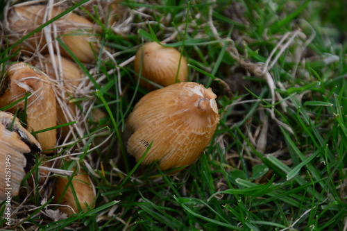 mushroom