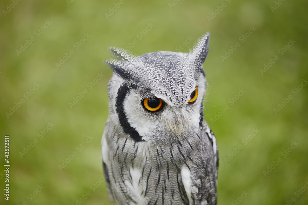Fototapeta premium White faced Scops owl