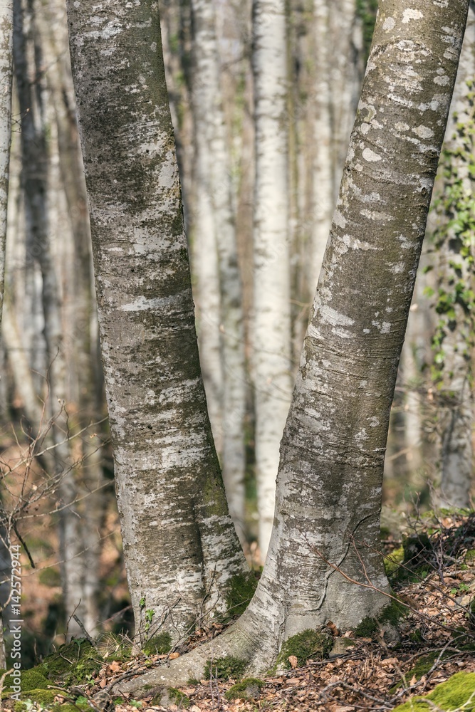 Beech trunks Beech trunks