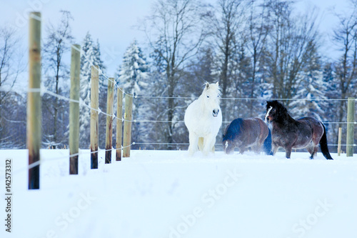 Ponys und altes Pferd auf Winterweide