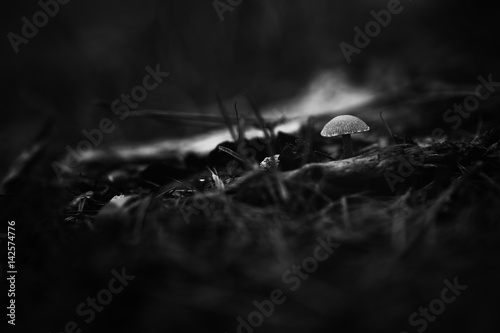 Little mushroom in the forest, B+W