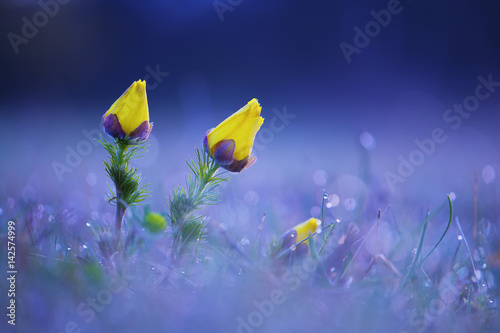 Spring yellow flowers Pheasant's eye (Adonis vernalis) photo