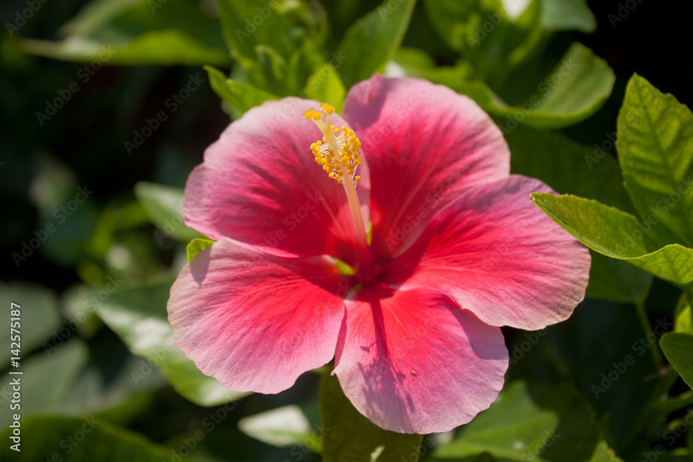 Thailand flower pink color in the sun Thailand flower pink color in the sun