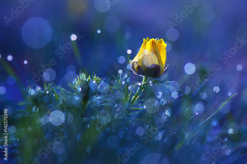  Pheasant's eye (Adonis vernalis)