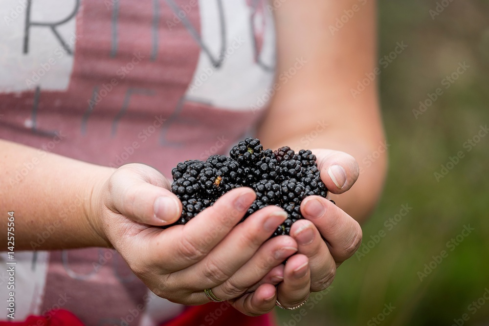 Forest berries blackberries in the hands of girls Forest berries blackberries in the hands of girls