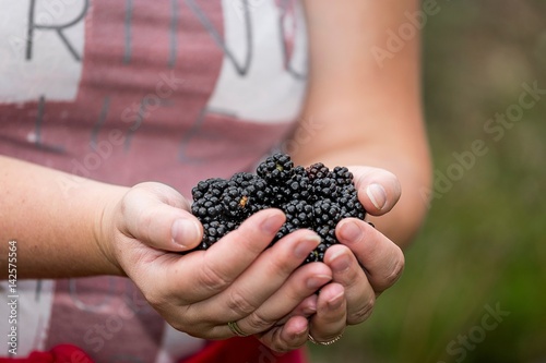 Forest berries blackberries in the hands of girls