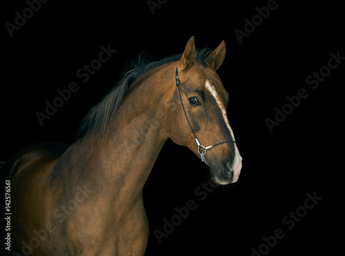 Portrait of red horse with white line on face on black background © ashva