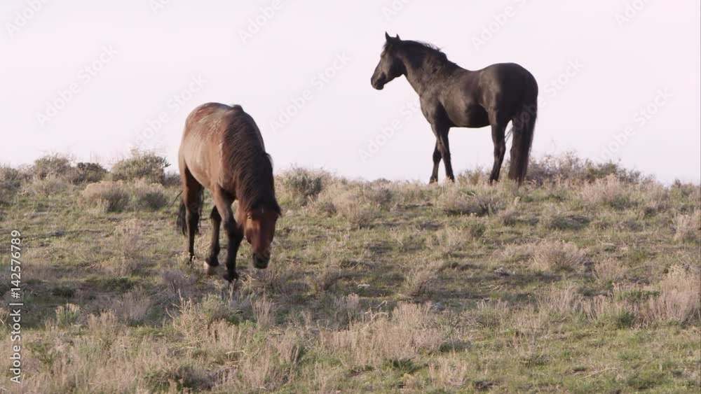 Wild horse trots around herd with his head held low. Wild horse trots around herd with his head held low.