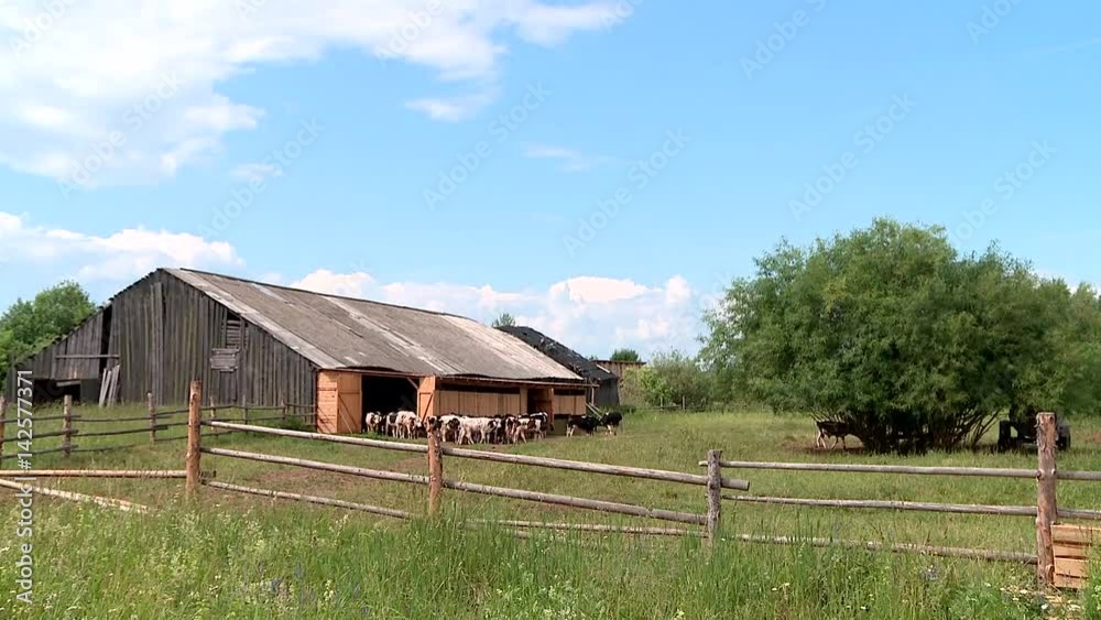 dairy industry and farming in Russia in the summer cows eat hay graze in the meadow dairy industry and farming in Russia in the summer cows eat hay graze in the meadow