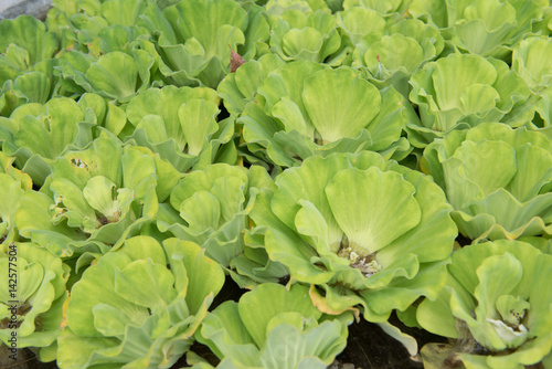Green floating water lettuce,used wastewater treatment.