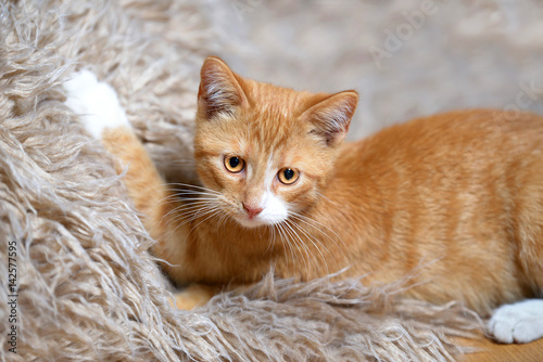 Red cute smart kitten