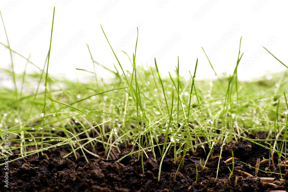 Fresh green grass with water droplet in sunshine Fresh green grass with water droplet in sunshine